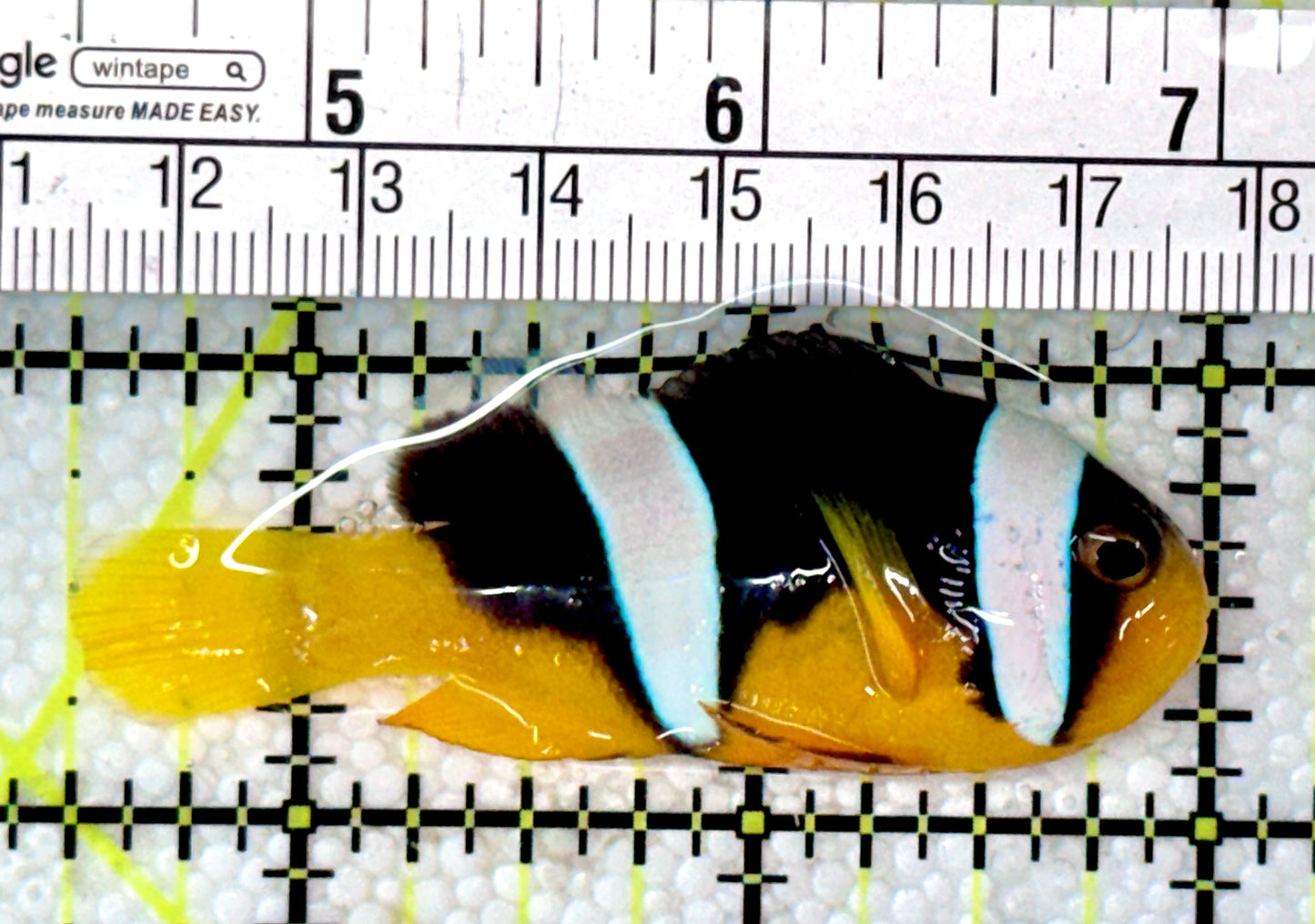 Sebae Clownfish SC120203 WYSIWYG Size: M 2.5"