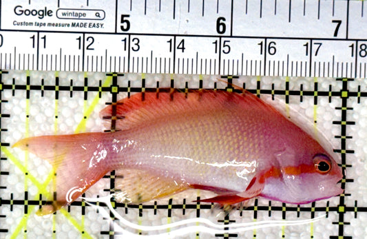 Male Lyretail Anthias (Maldives) MLA120103 WYSIWYG Size: M 3"