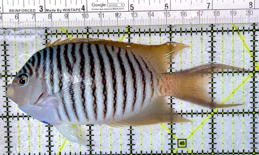 Swallowtail Angelfish Male (Reefsafe) SAM122901 WYSIWYG Size: L 6"