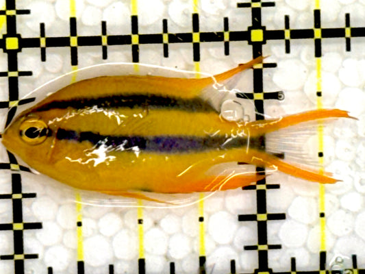 Black and Gold Chromis BGC043002 WYSIWYG Size: 1.25”