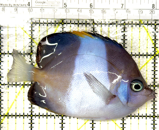 Black Zoster Butterflyfish BZB120203 WYSIWYG Size : L 4.75" approx