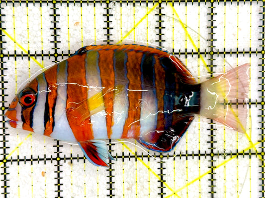 Harlequin Tuskfish HTF043003 WYSIWYG Size: 4.5”