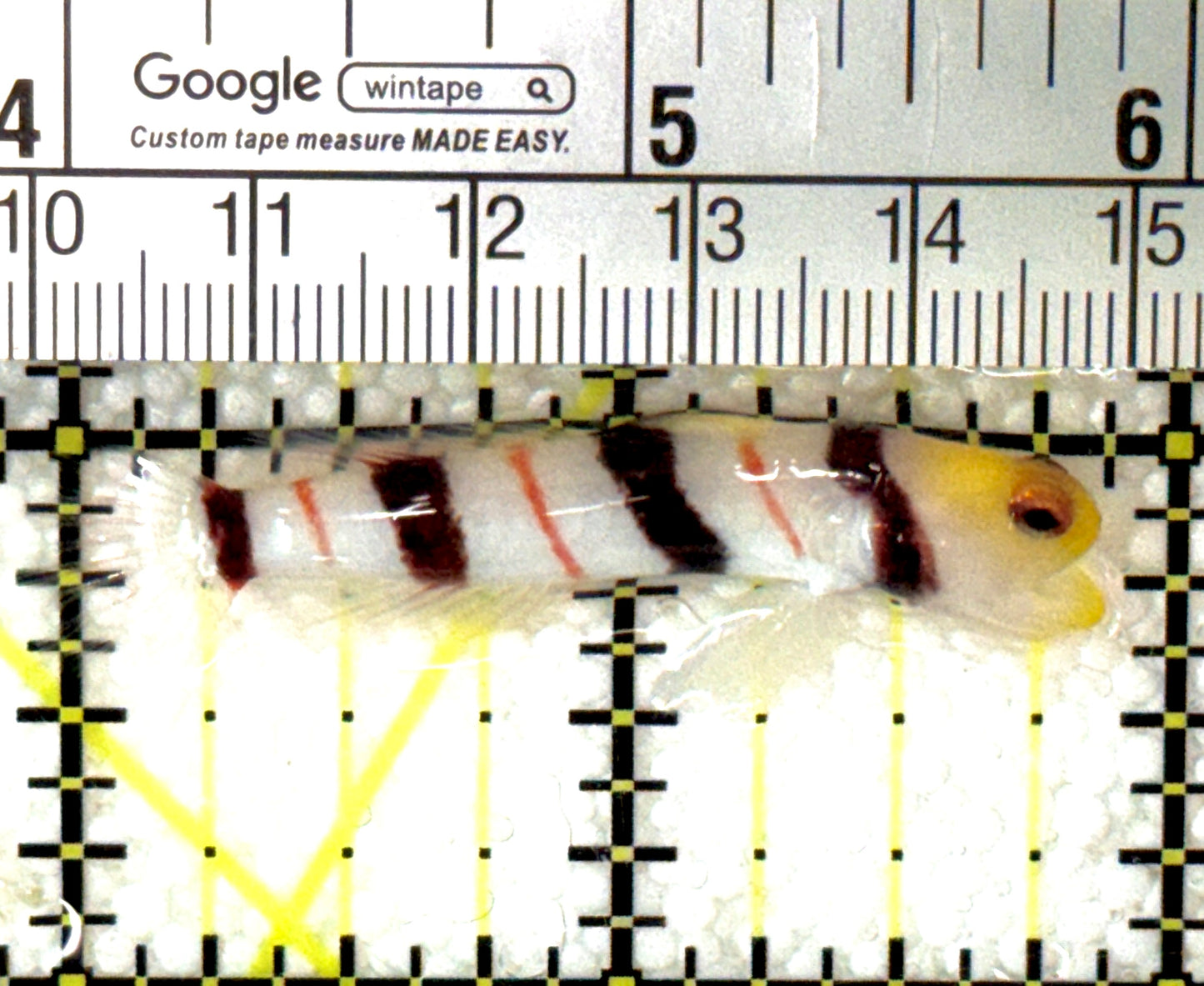 Dracula Goby (Female) DGF120201 WYSIWYG Size: M 2" approx