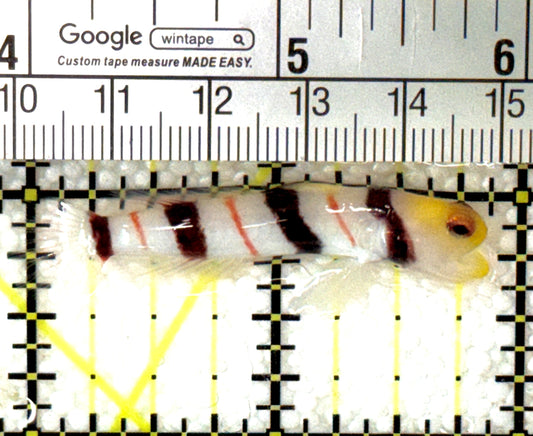 Dracula Goby (Female) DGF120201 WYSIWYG Size: M 2" approx