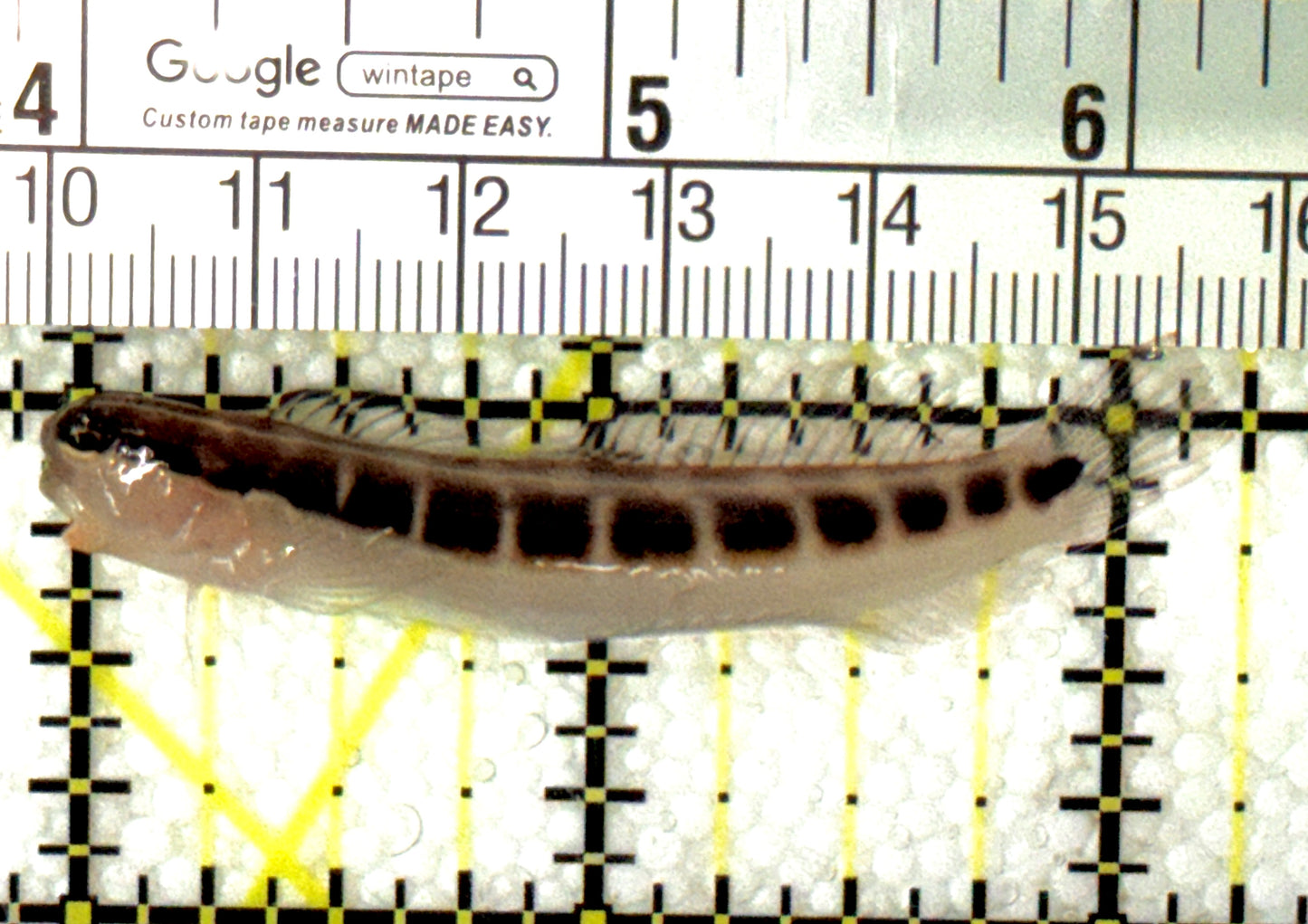 Linear Blenny LB120201 WYSIWYG Size: L 2.25" approx