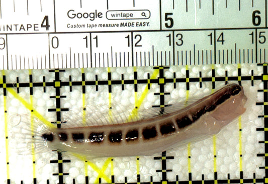 Linear Blenny LB120201 WYSIWYG Size: L 2.25" approx