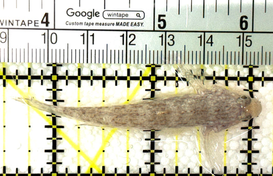 Pink Spotted Watchman Goby PSWG120201 WYSIWYG Size: M 2.5" approx