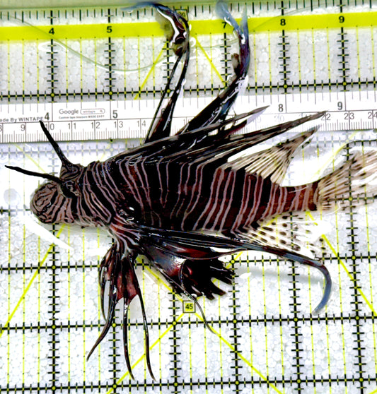 Black Volitan Lionfish BVL122902 WYSIWYG Size: XL 5.75"