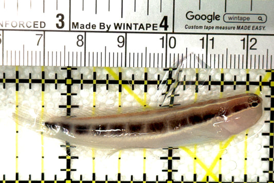 Linear Blenny LB120202 WYSIWYG Size: L 2.5" approx