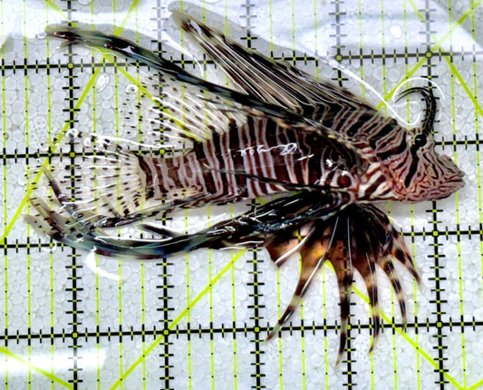 Black Volitan Lionfish BVL122901 WYSIWYG Size: L 4.75"