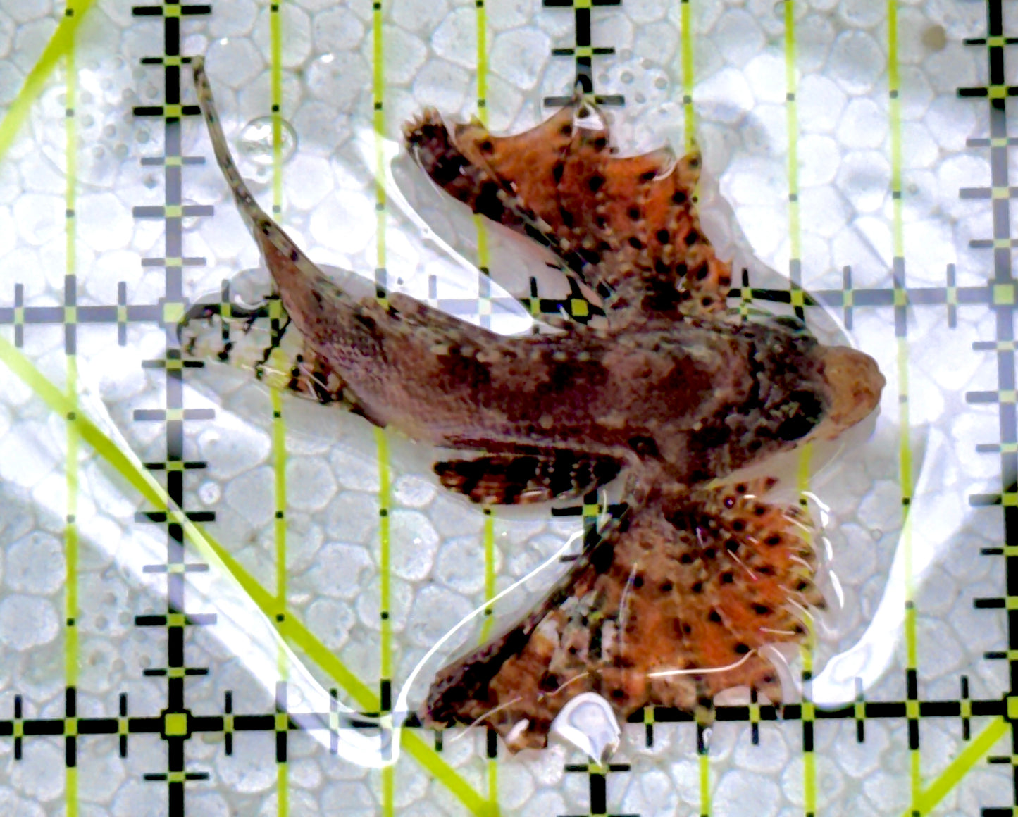 Fuzzy Dwarf Lionfish FDL122901 WYSIWYG Size: M 2"