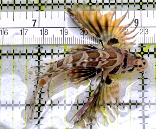 Dwarf Zebra Lionfish DZL122901 WYSIWYG Size: M 2.5"