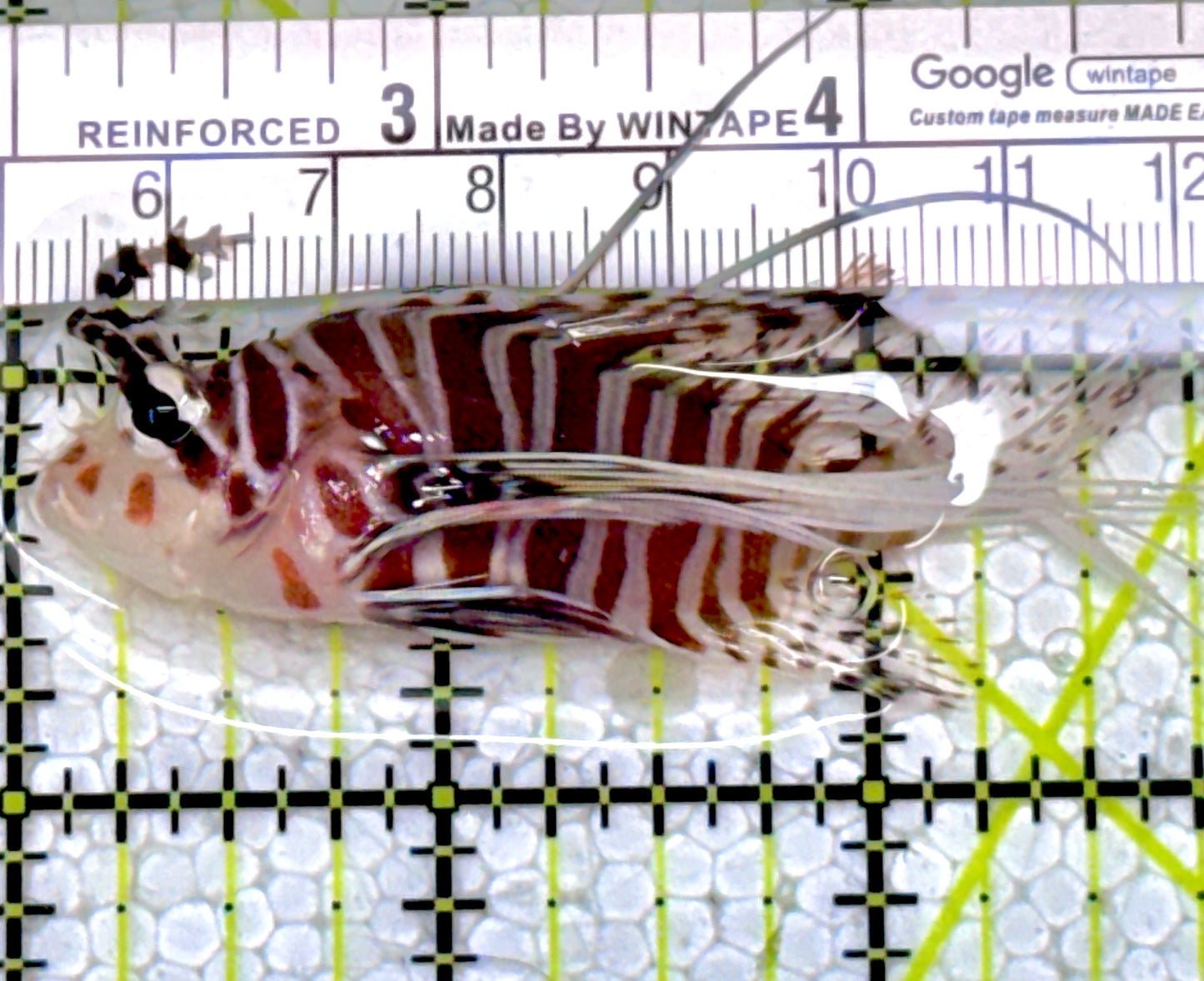 Antennata Lionfish AL122901 WYSIWYG Size: M 2.75"