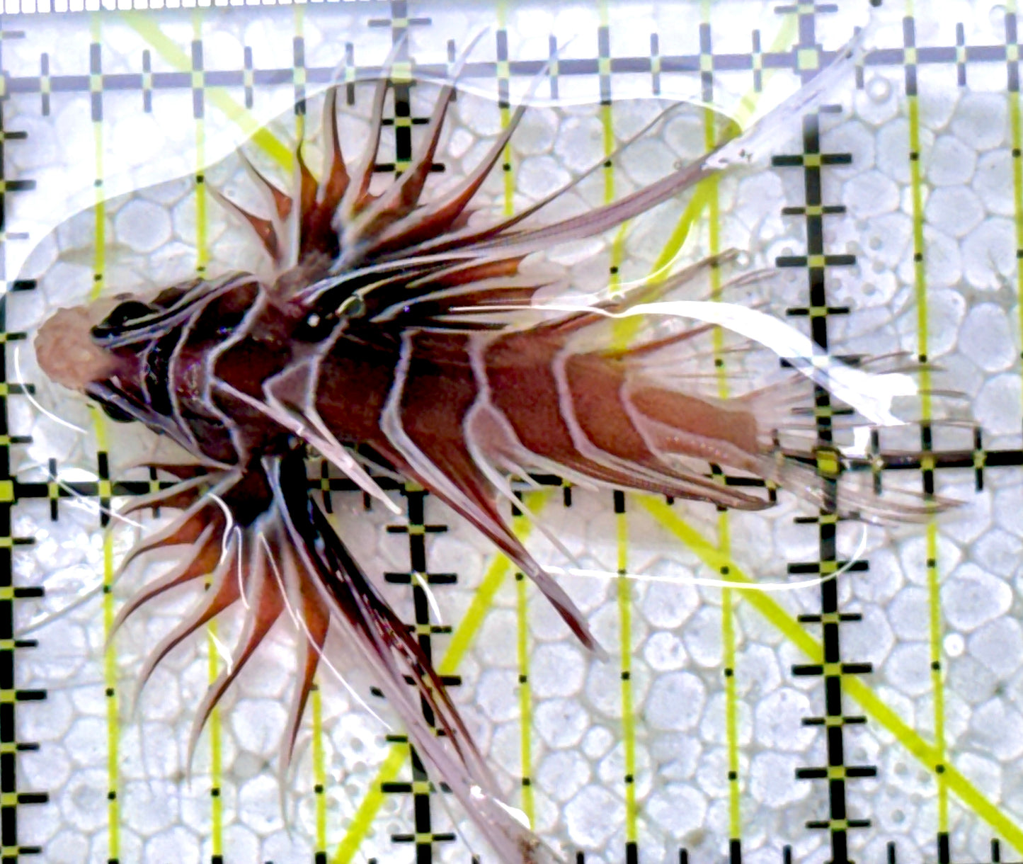Radiata Lionfish RL122901 WYSIWYG Size: M 2.25"
