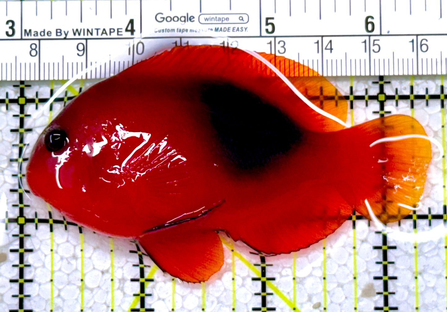 Red Fire Saddle Clownfish RFSC122901 WYSIWYG Size: XL 3.25"