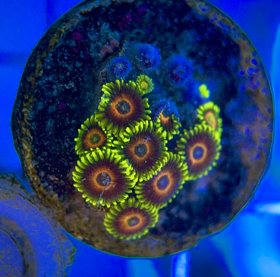 Aquacultured Zoanthids/Playthoa AZP050101 WYSIWYG