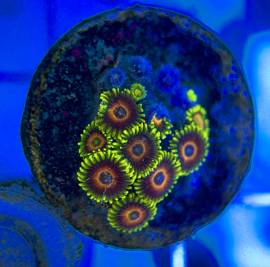 Aquacultured Zoanthids/Playthoa AZP050101 WYSIWYG