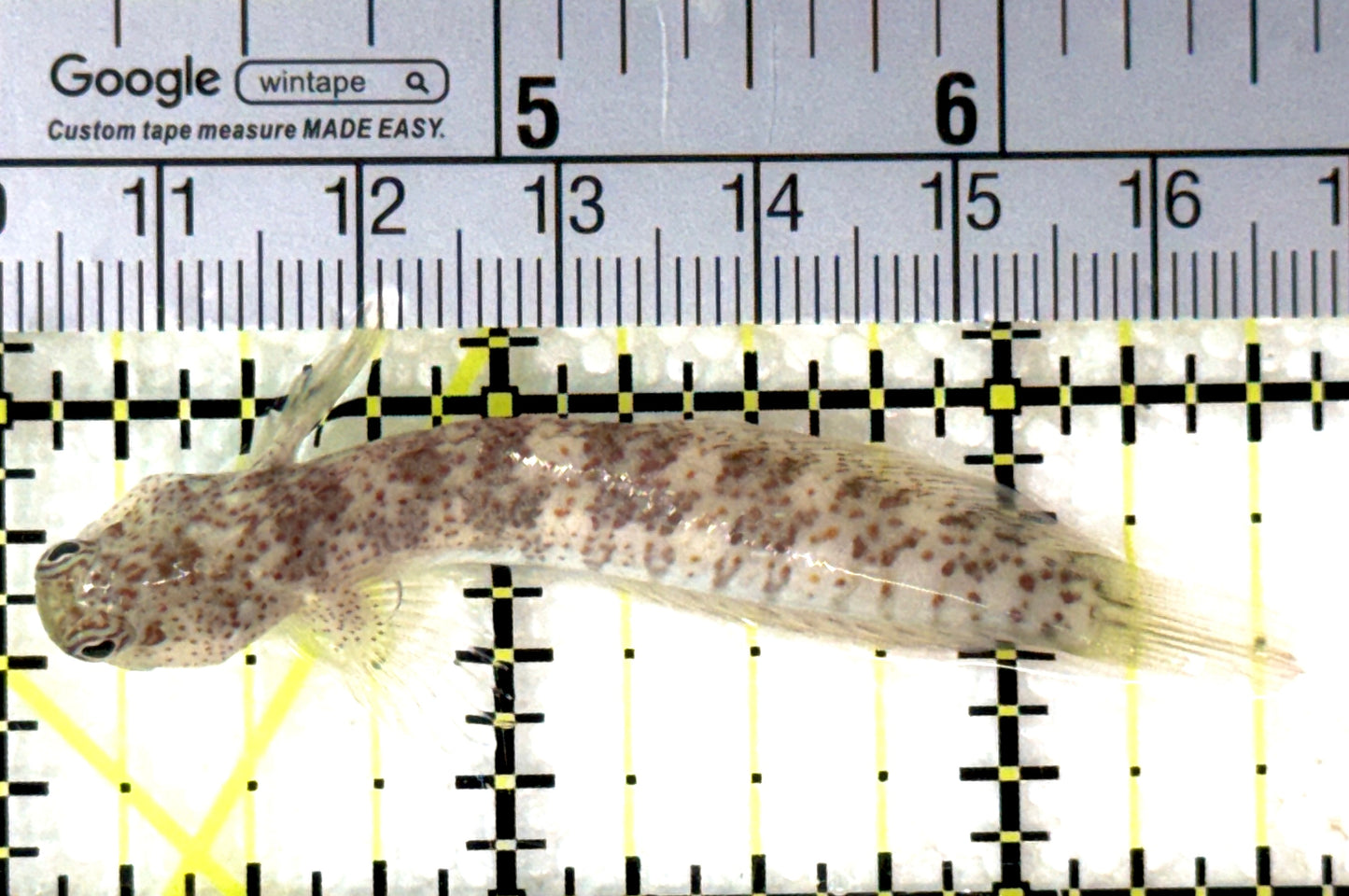 Pink Spotted Watchman Goby PSWG120201 WYSIWYG Size: M 2.5" approx