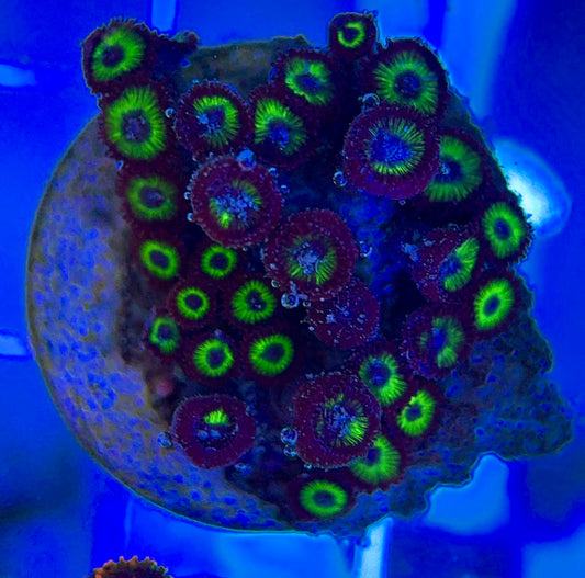 Aquacultured Zoanthids/Playthoa AZP050102 WYSIWYG