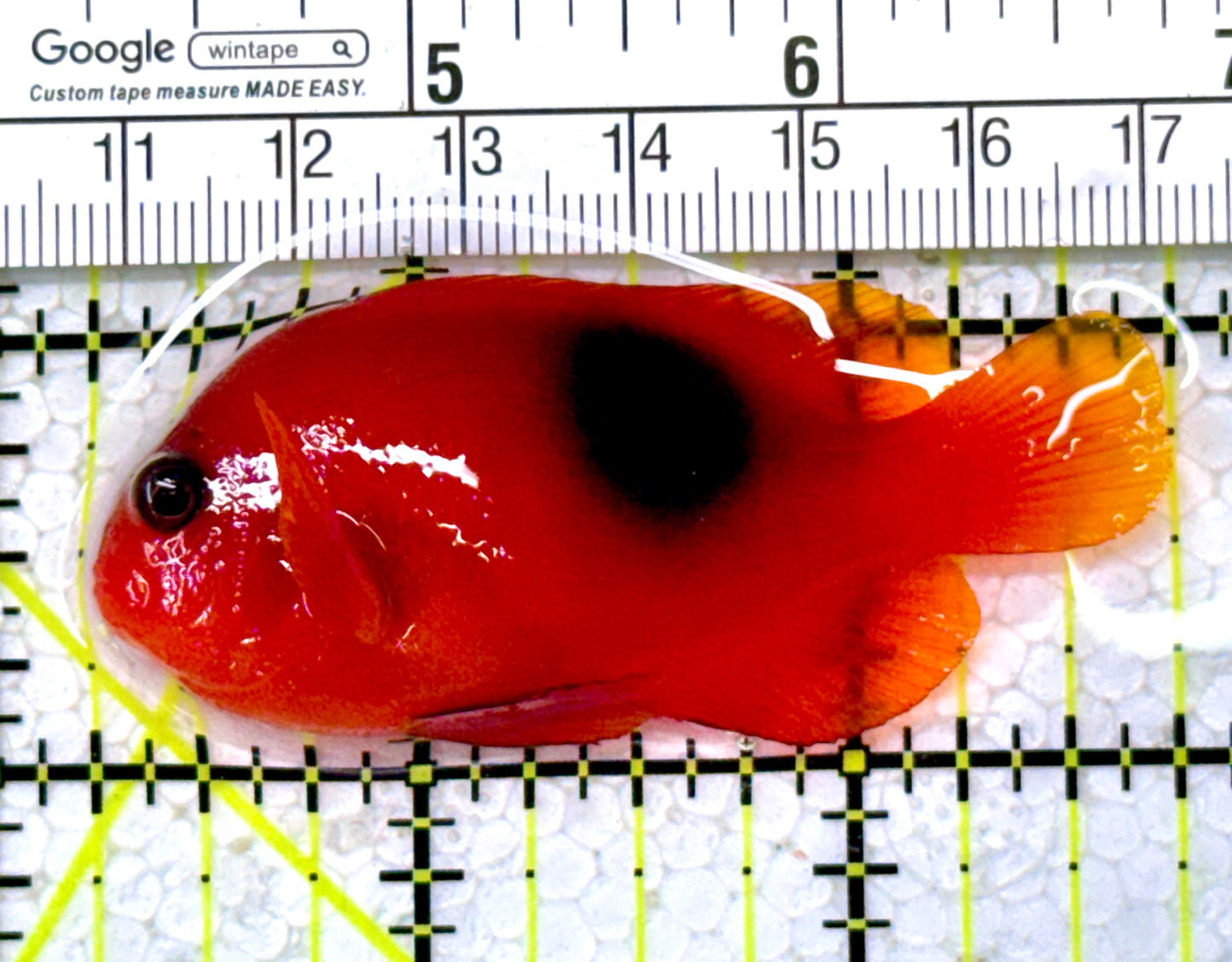 Red Fire Saddle Clownfish RFSC122903 WYSIWYG Size: M 2.5"