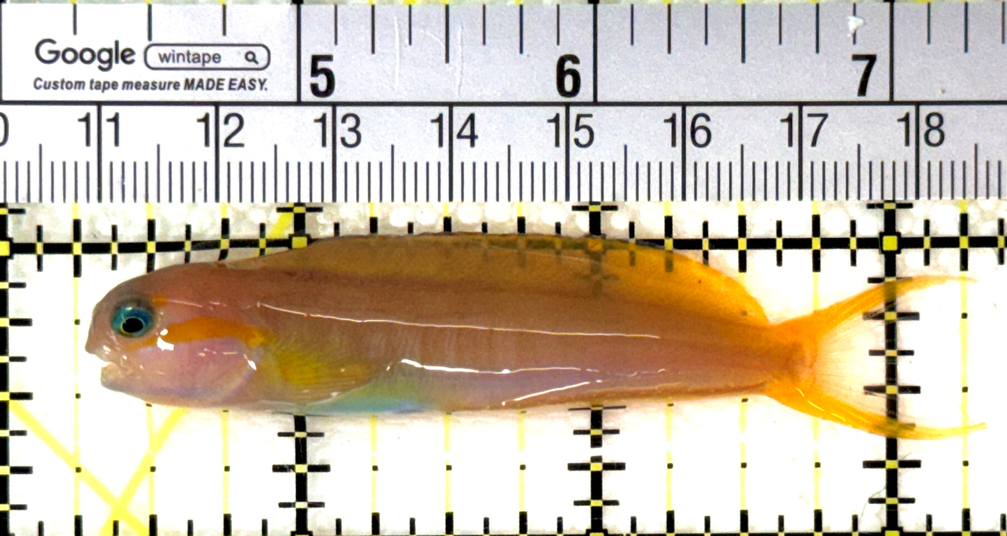 Golden Midas Blenny Africa GMBA120201 WYSIWYG Size: M 3" approx