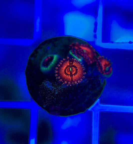 Aquacultured Zoanthids/Playthoa AZP050103 WYSIWYG