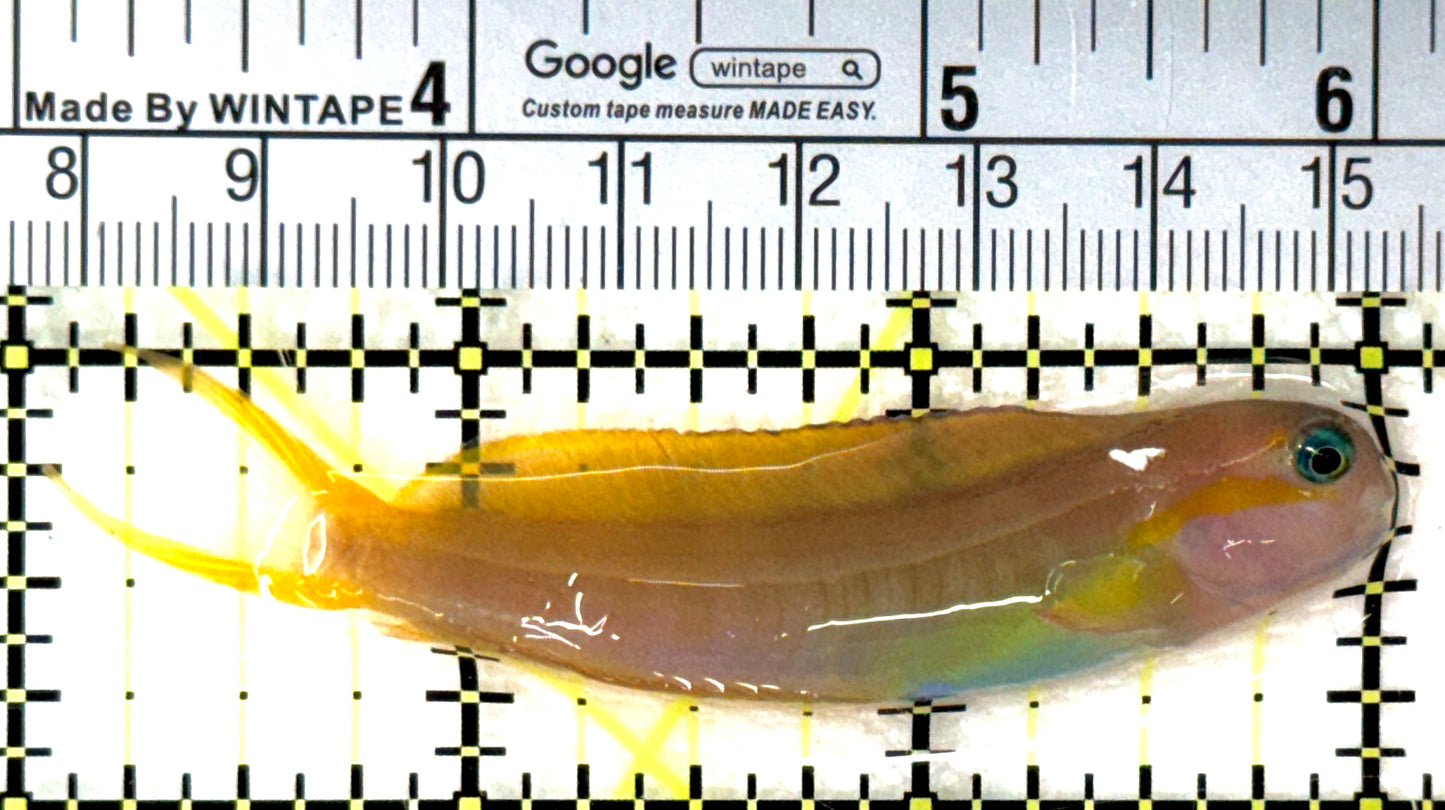 Golden Midas Blenny Africa GMBA120201 WYSIWYG Size: M 3" approx