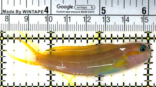 Golden Midas Blenny Africa GMBA120201 WYSIWYG Size: M 3" approx