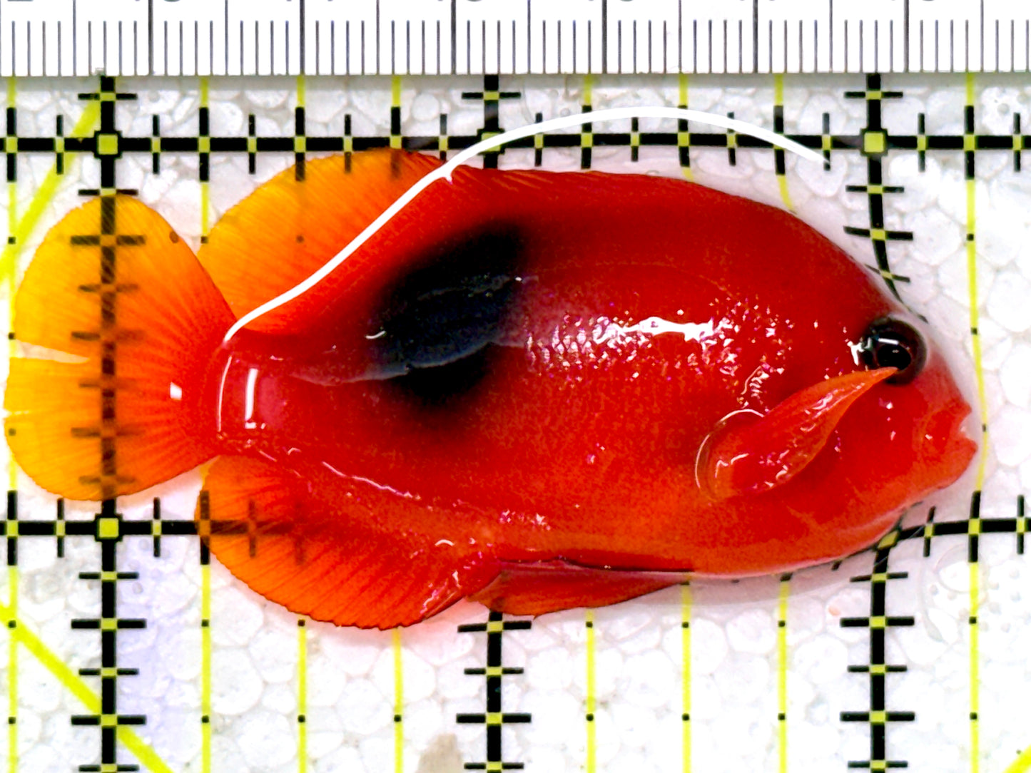 Red Fire Saddle Clownfish RFSC122903 WYSIWYG Size: M 2.5"