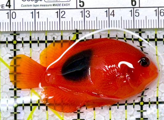 Red Fire Saddle Clownfish RFSC122904 WYSIWYG Size: L 2.25"