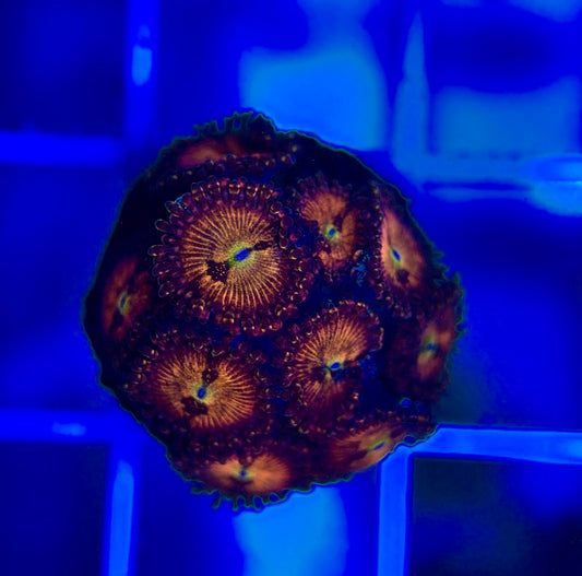 Aquacultured Zoanthids/Playthoa AZP050104 WYSIWYG