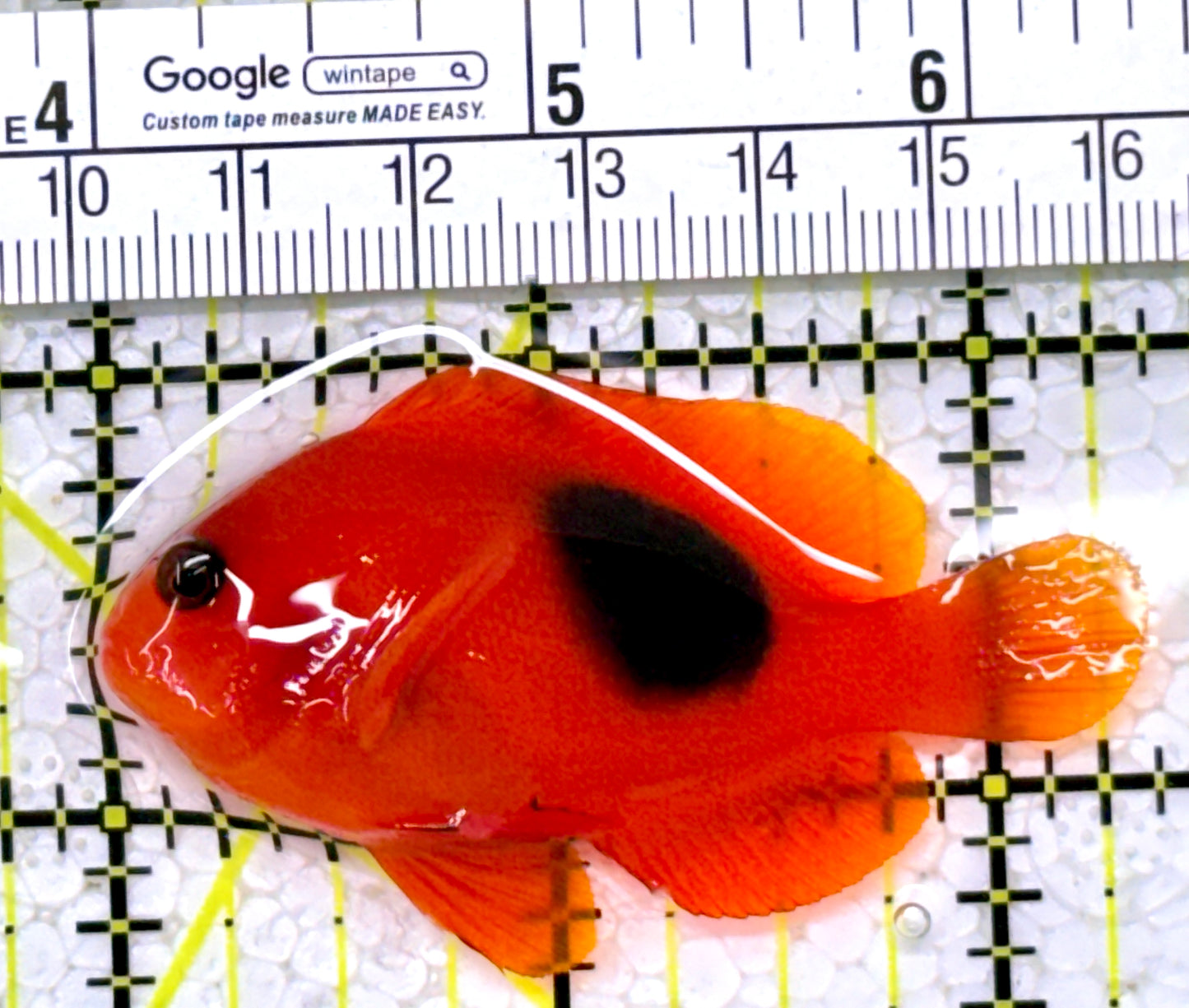 Red Fire Saddle Clownfish RFSC122904 WYSIWYG Size: L 2.25"