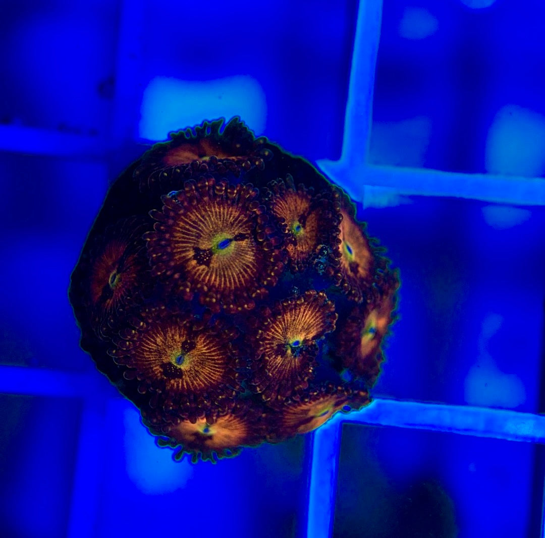 Aquacultured Zoanthids/Playthoa AZP050104 WYSIWYG