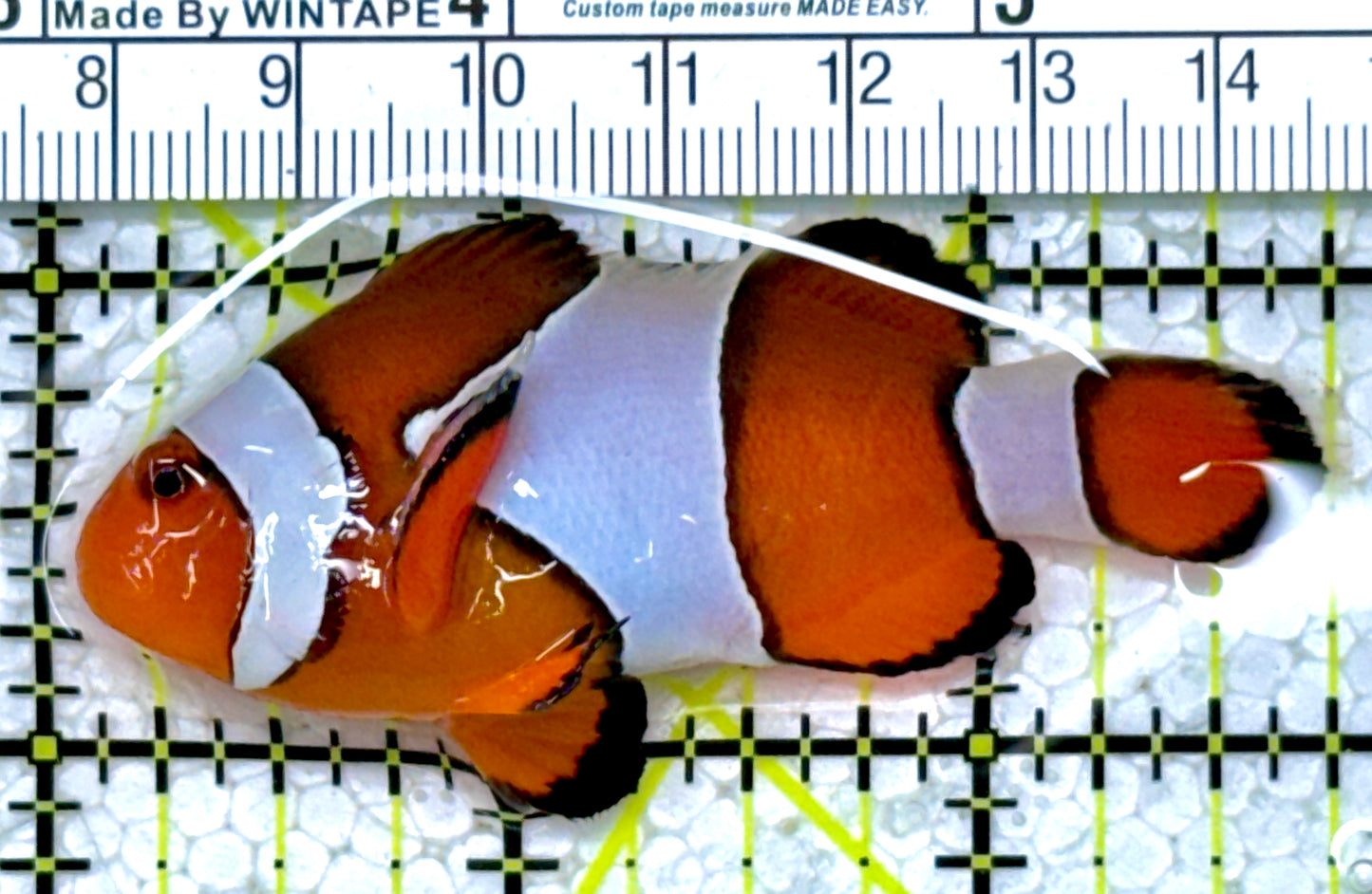 Ocellaris Clownfish OC122901 WYSIWYG Size: XL 2.75"