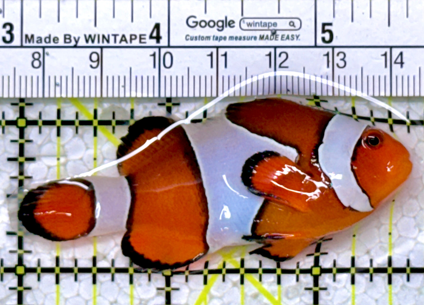 Ocellaris Clownfish OC122901 WYSIWYG Size: XL 2.75"