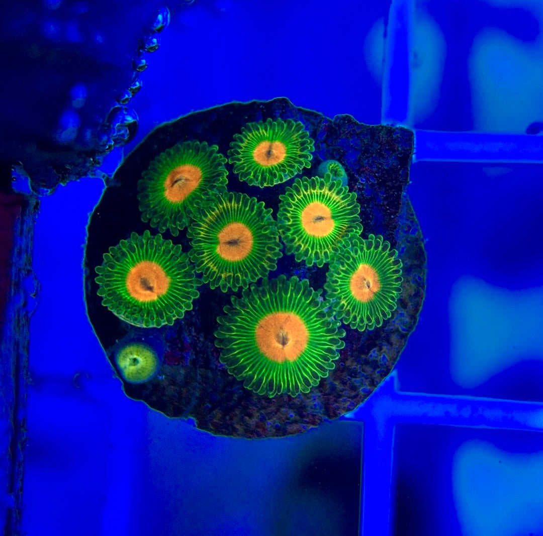 Aquacultured Zoanthids/Playthoa AZP050105 WYSIWYG