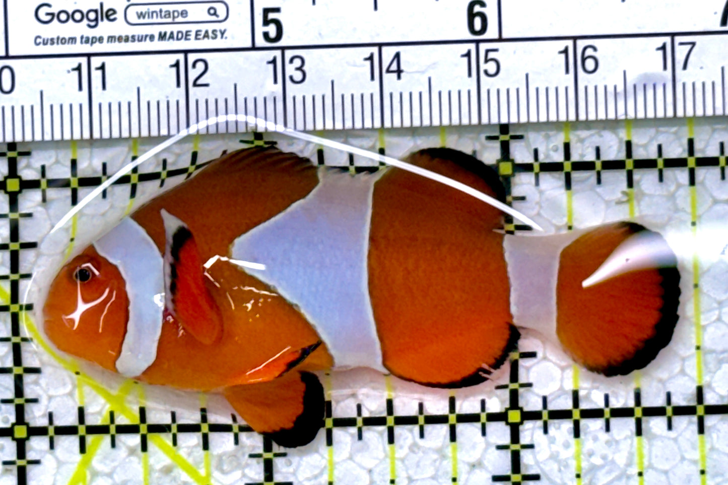 Ocellaris Clownfish OC122902 WYSIWYG Size: L 2.5"