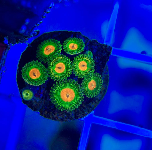 Aquacultured Zoanthids/Playthoa AZP050105 WYSIWYG