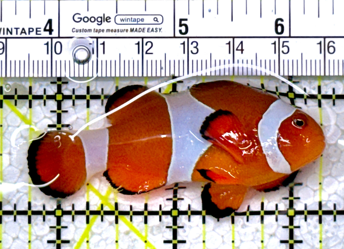 Ocellaris Clownfish OC122902 WYSIWYG Size: L 2.5"