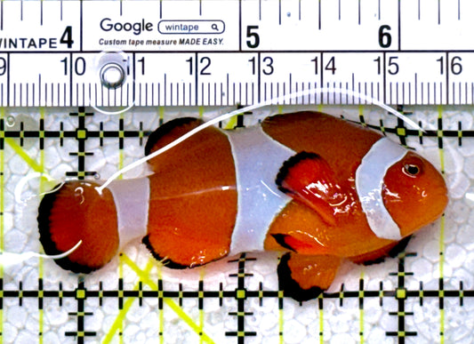 Ocellaris Clownfish OC122902 WYSIWYG Size: L 2.5"