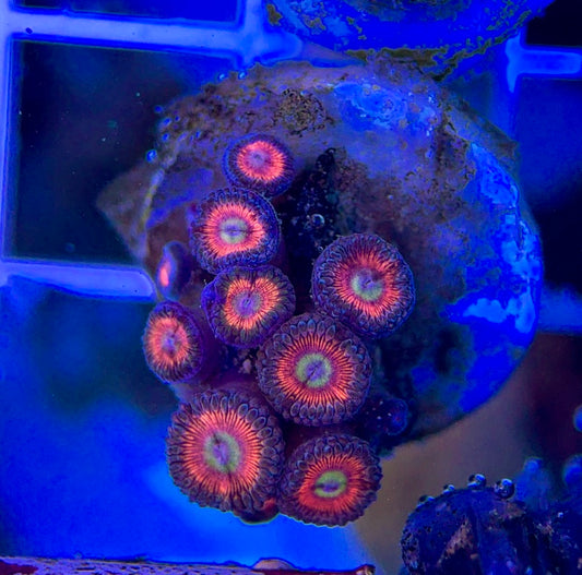 Aquacultured Zoanthids/Playthoa AZP050106 WYSIWYG