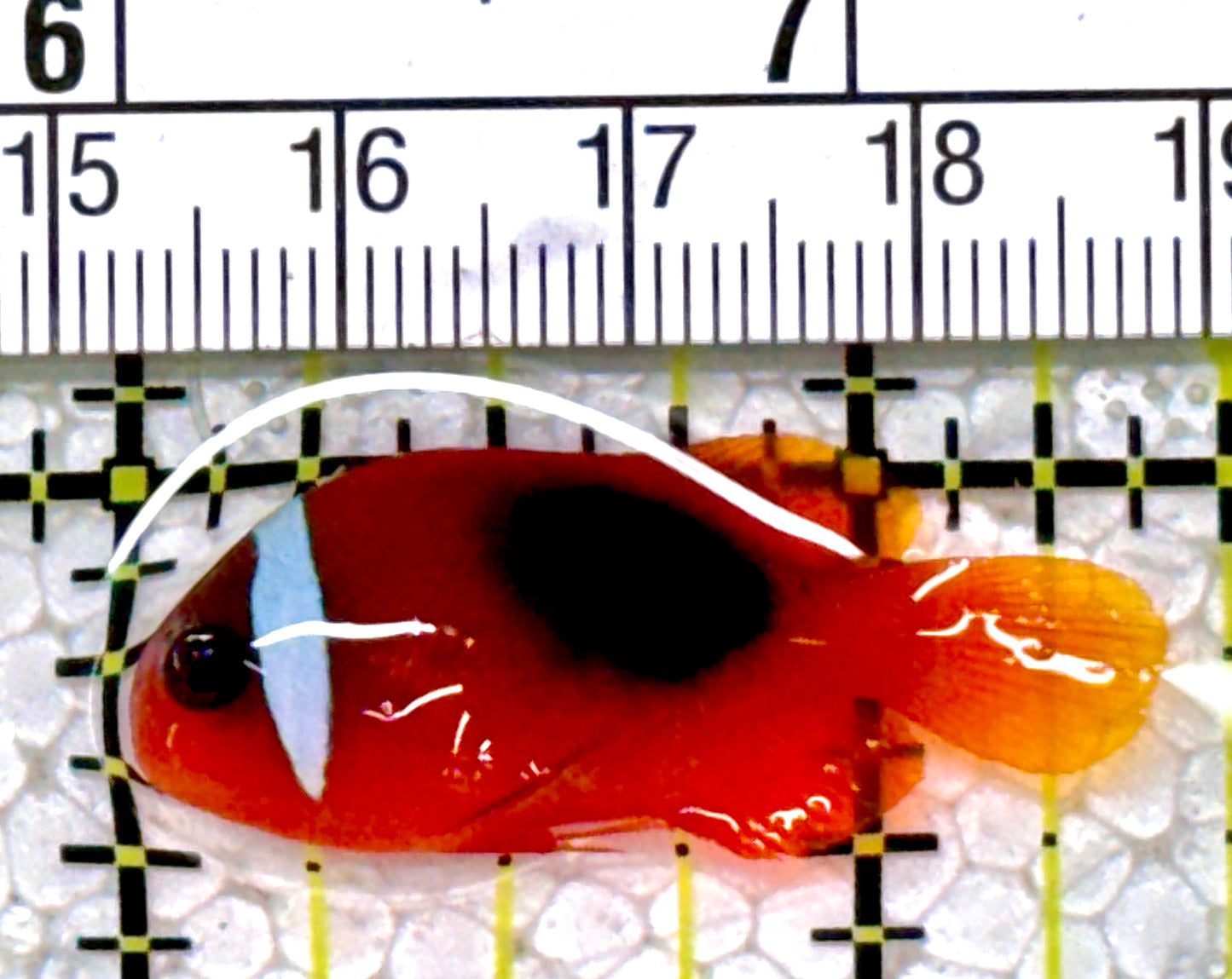 Cinnamon Clownfish CC122901 WYSIWYG Size: S 1.5"