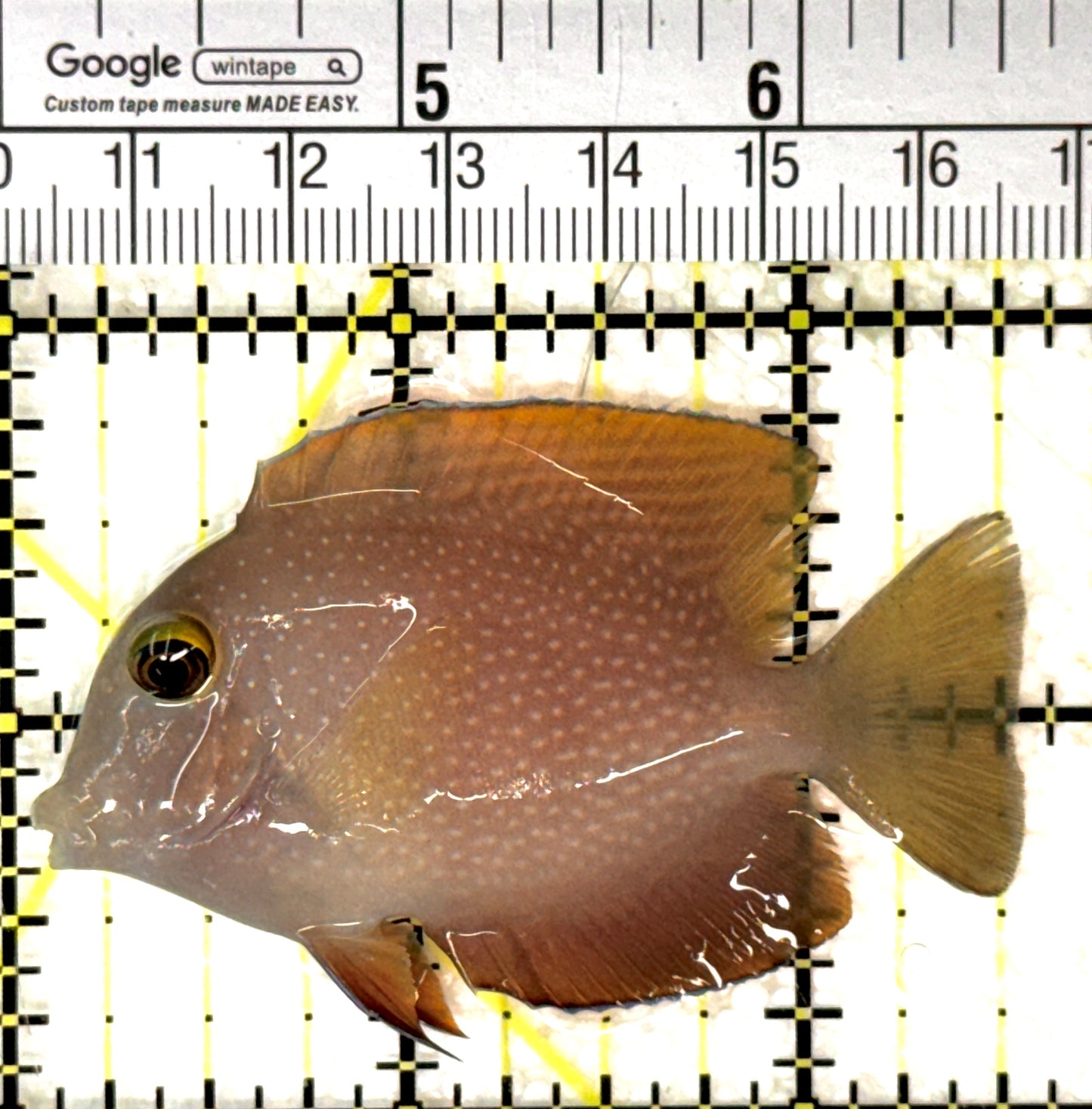 Yellow Eye Kole Tang (Spotted) YEKT120202 WYSIWYG Size: M 2.5" approx