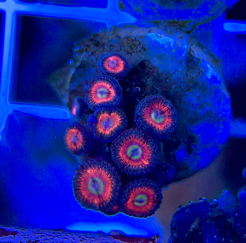 Aquacultured Zoanthids/Playthoa AZP050106 WYSIWYG