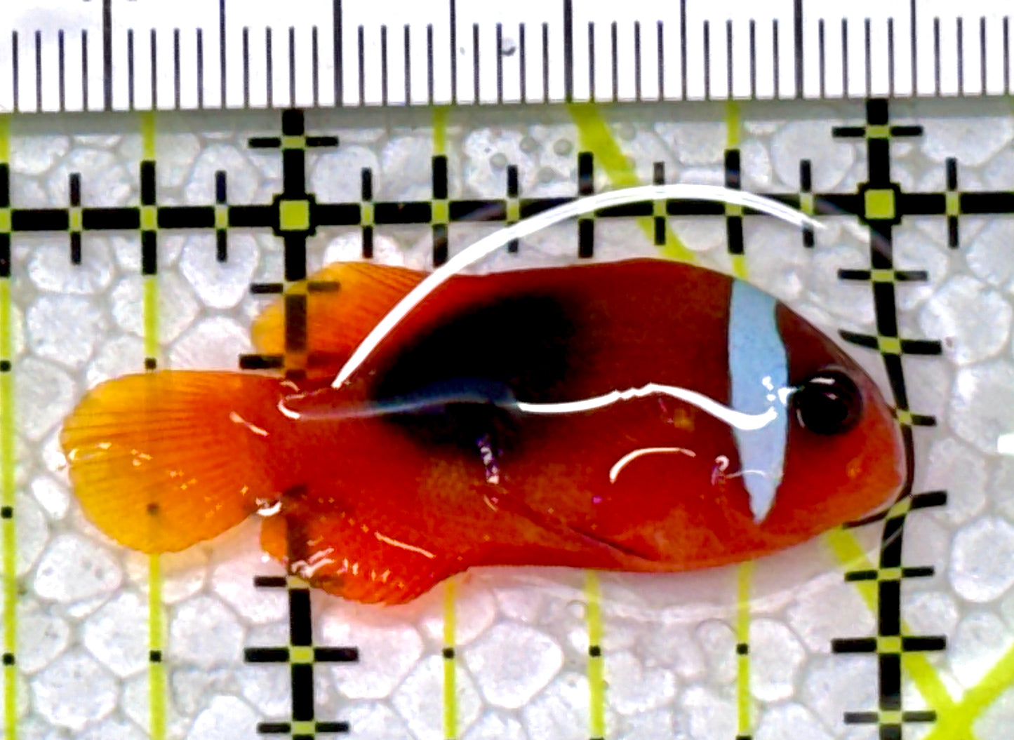 Cinnamon Clownfish CC122901 WYSIWYG Size: S 1.5"