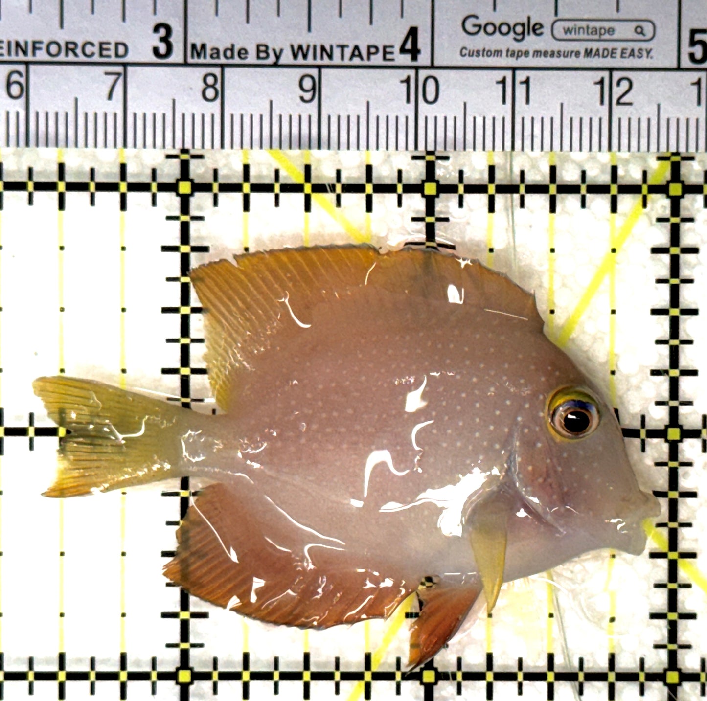 Yellow Eye Kole Tang (Spotted) YEKT120203 WYSIWYG Size: M 2.5" approx