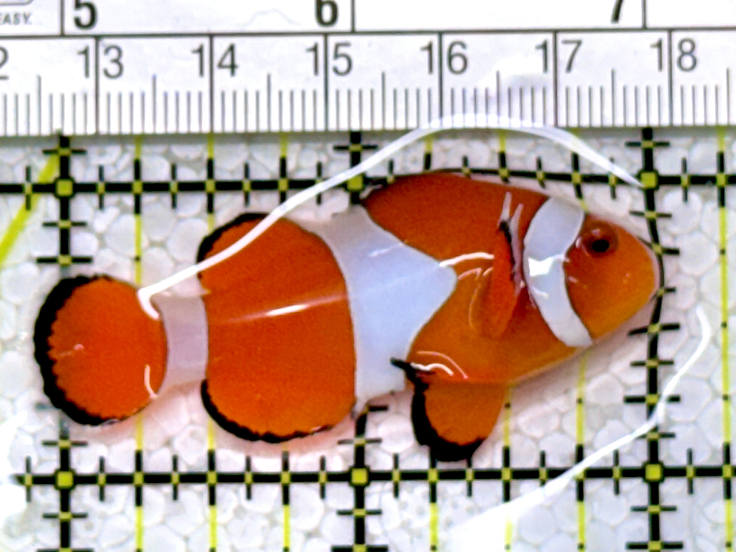 Ocellaris Clownfish OC122903 WYSIWYG Size: M 2"