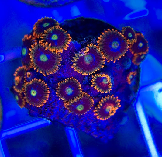 Aquacultured Zoanthids/Playthoa AZP050101 WYSIWYG