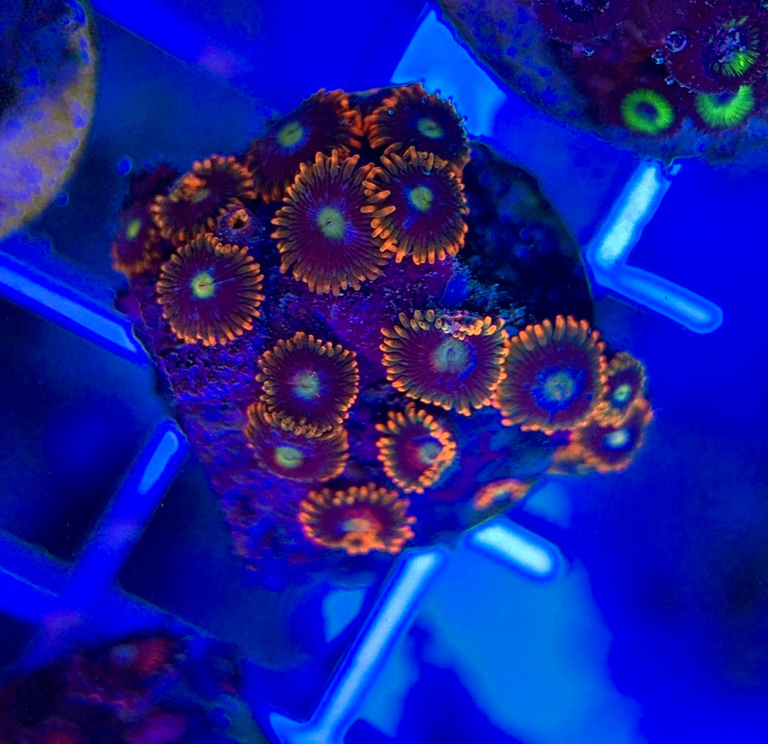 Aquacultured Zoanthids/Playthoa AZP050101 WYSIWYG