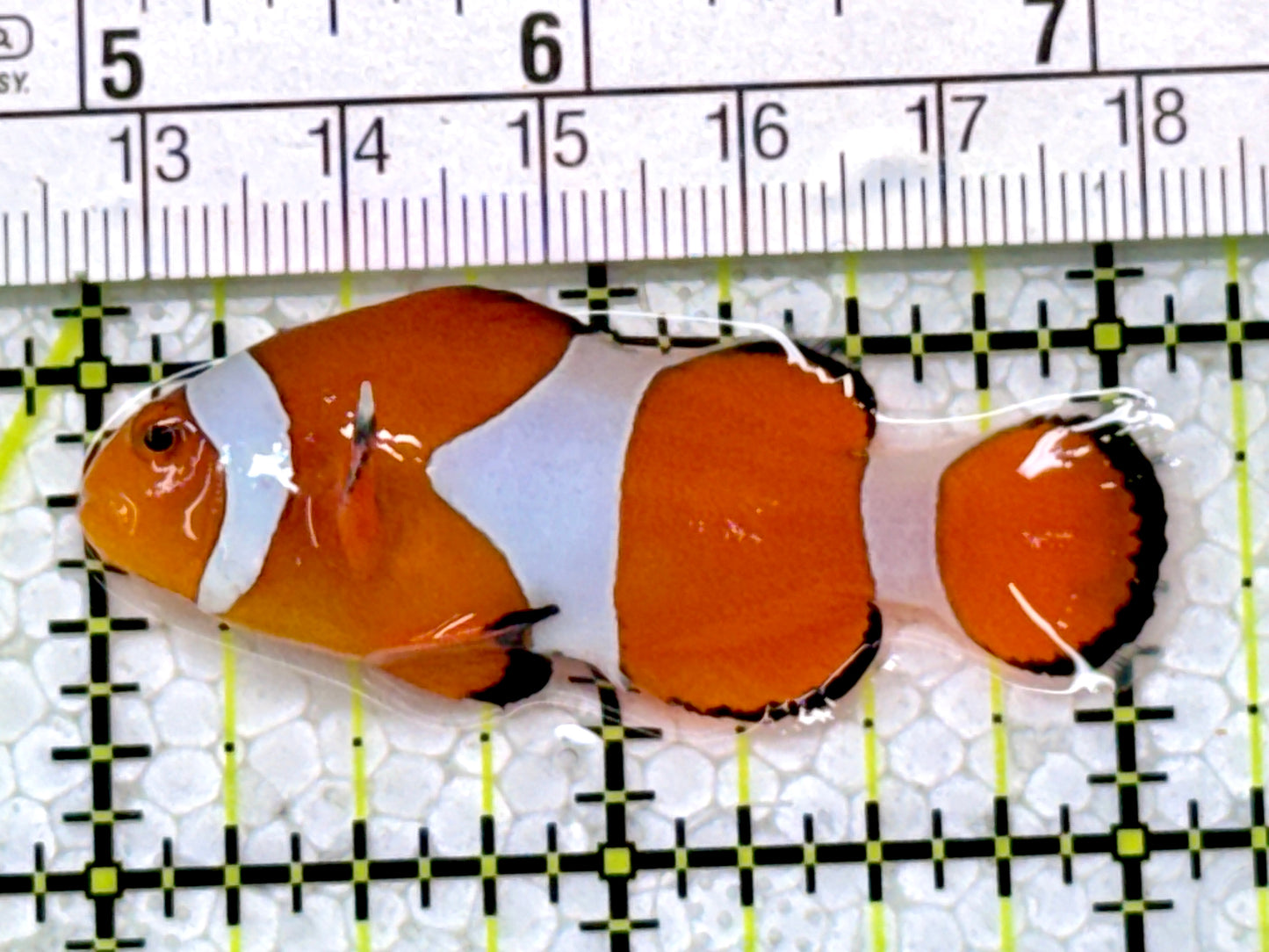 Ocellaris Clownfish OC122903 WYSIWYG Size: M 2"